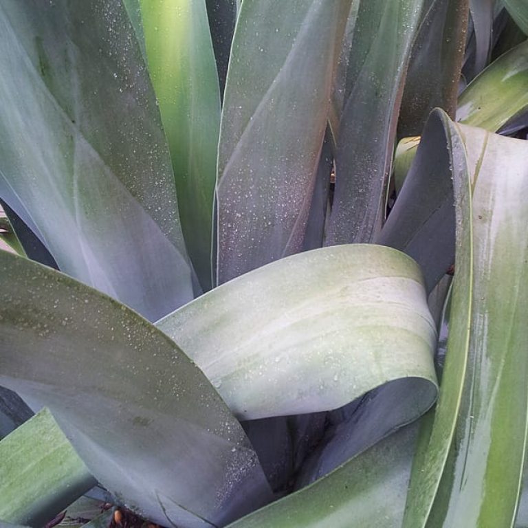 1488825263Agave-Webers-Agave-weberi-detail-20120929.jpg