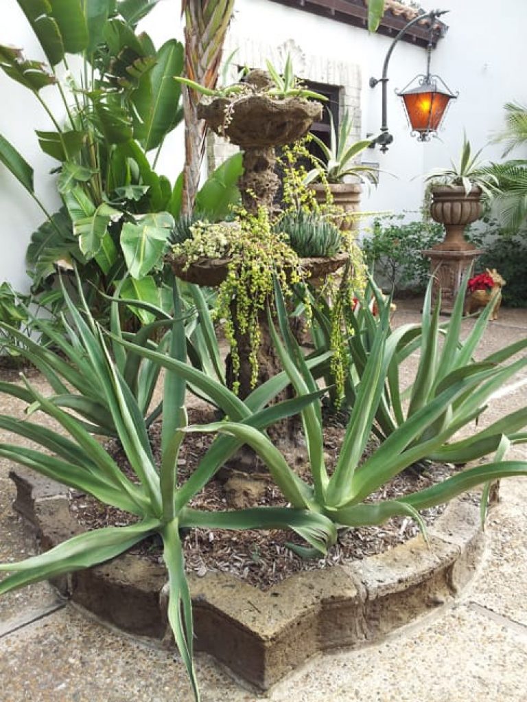 1488825380Agave-Wheelers-Agave-wheeleri-form-Quinta-Mazatlan.jpg