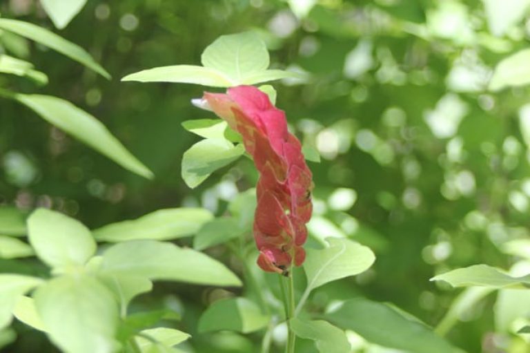 1488826751Shrimp-Plant-Justicia-brandegeeana-detail.jpg