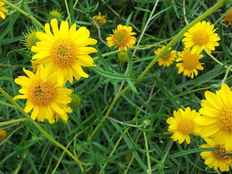 1488827887Skeletonleaf-Daisy-Viguiera-stenoloba-detail.jpg