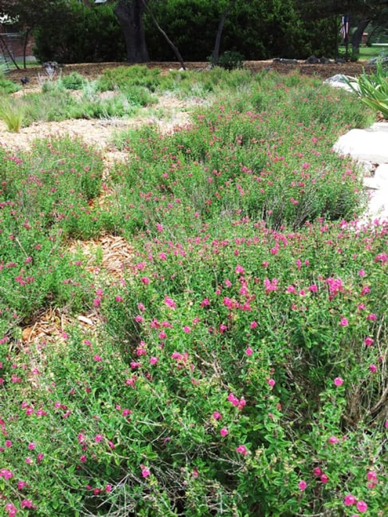 1488828086Scullcap-Pink-Scutellaria-frutescens-form-Hollywood-Park-6-2014.jpg