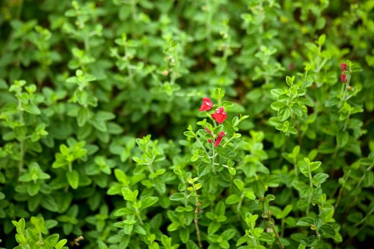 1488828091Scullcap-pink-Scutellaria-frutescens-detail-leaf-11-2013.jpg