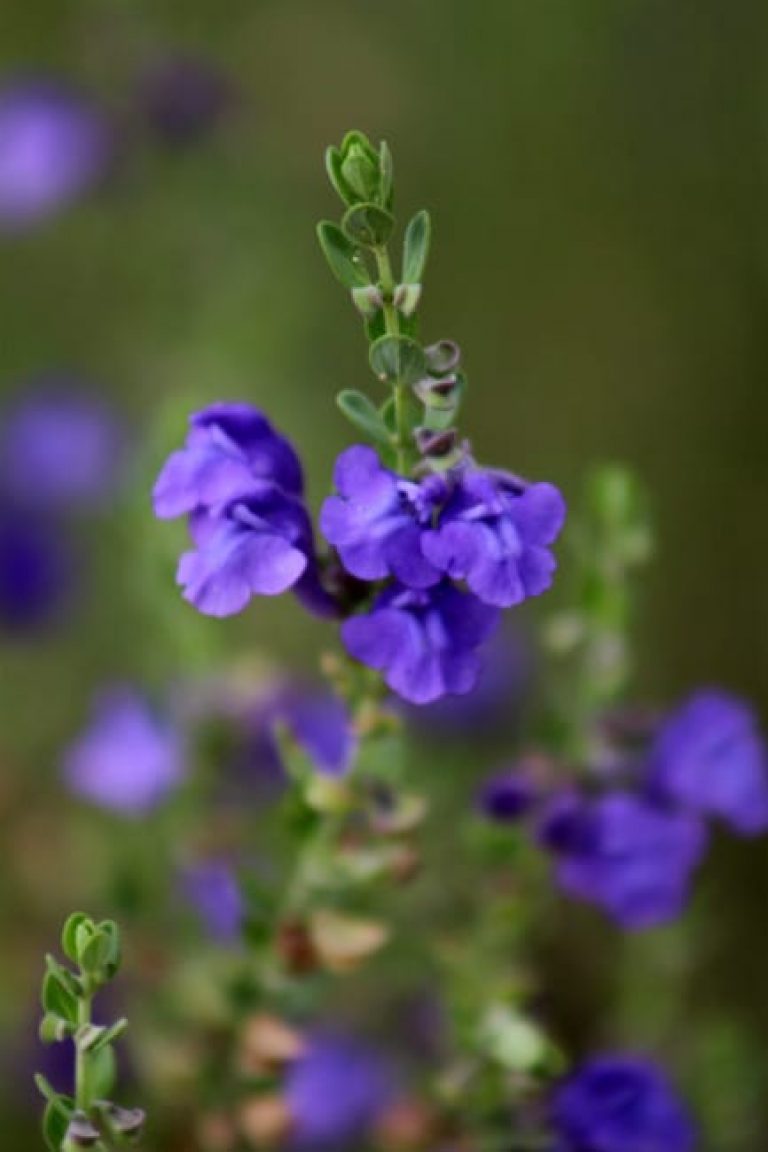 1488828756Skullcap-Wrights-Scutellaria-wrightii-SARA-bloom-detail.jpg