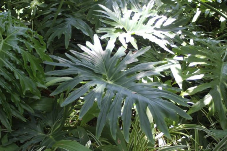 1488830990Split-leaf-Philodendron-Philodendron-selloum-detail.jpg