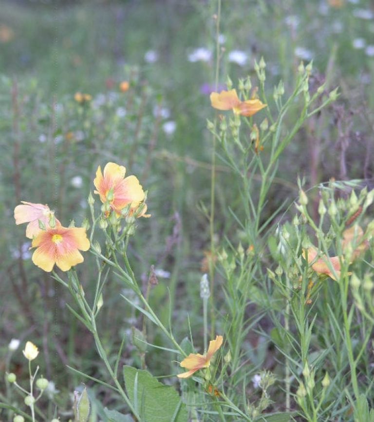 1488831647Stiff-Stem-Flax-Linum-berlandieri-grouping2.jpg