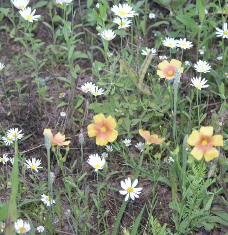 1488831652Stiff-Stem-Flax-Linum-berlandieri-grouping3.jpg