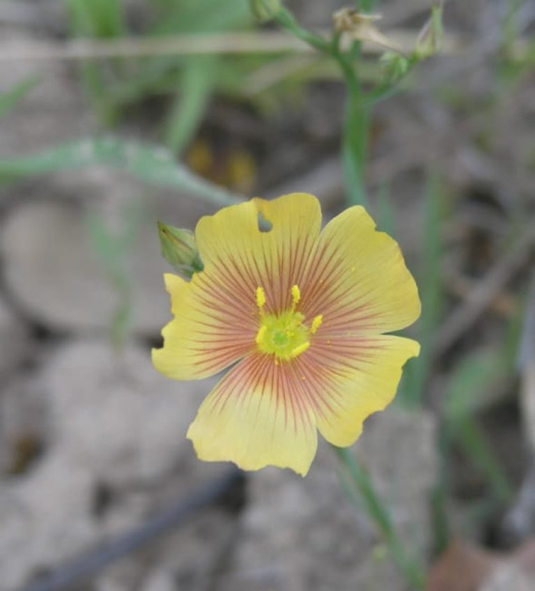 1488831667Stiff-Stem-Flax-Linum-berlandieri-detail.jpg