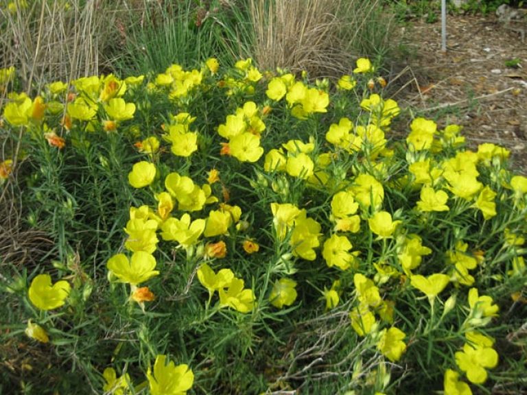 1488833180sundrops-calylophus-berlandieri-form.jpg