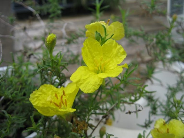 1488833184sundrops-calylophus-berlandieri-detail.jpg