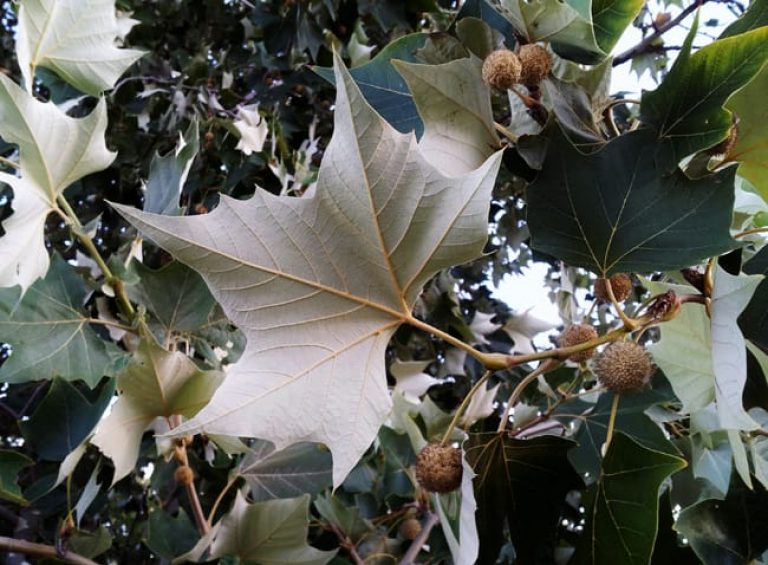 1488833715Sycamore-Mexican-Platanus-mexicanus-leaf-20120911-detail.jpg