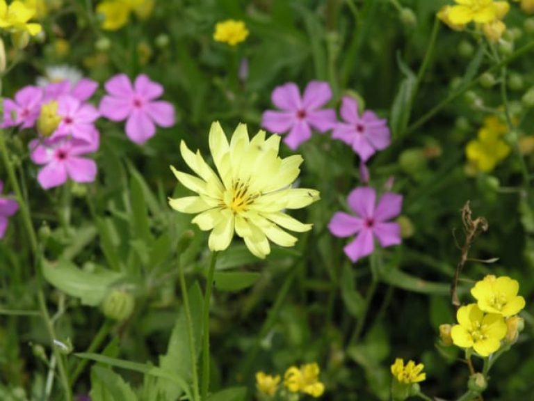 1488834560Texas-Dandelion-Pyrrhopappus-carolinianus-flower-detail.jpg