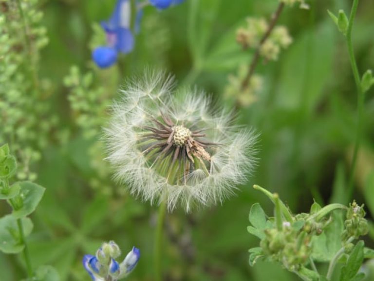 1488834571Texas-Dandelion-Pyrrhopappus-carolinianus-seeds3.jpg