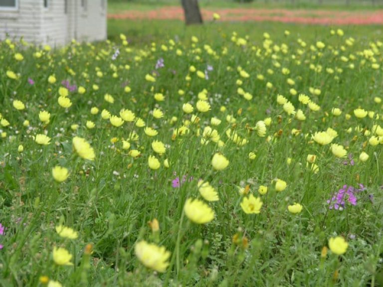 1488834574Texas-Dandelion-Pyrrhopappus-carolinianus-yard.jpg