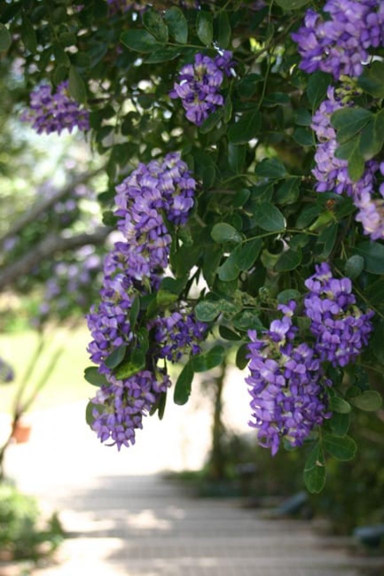 1488834788Mountain-Laurel-Sophora-secuniflora-bloom.jpg