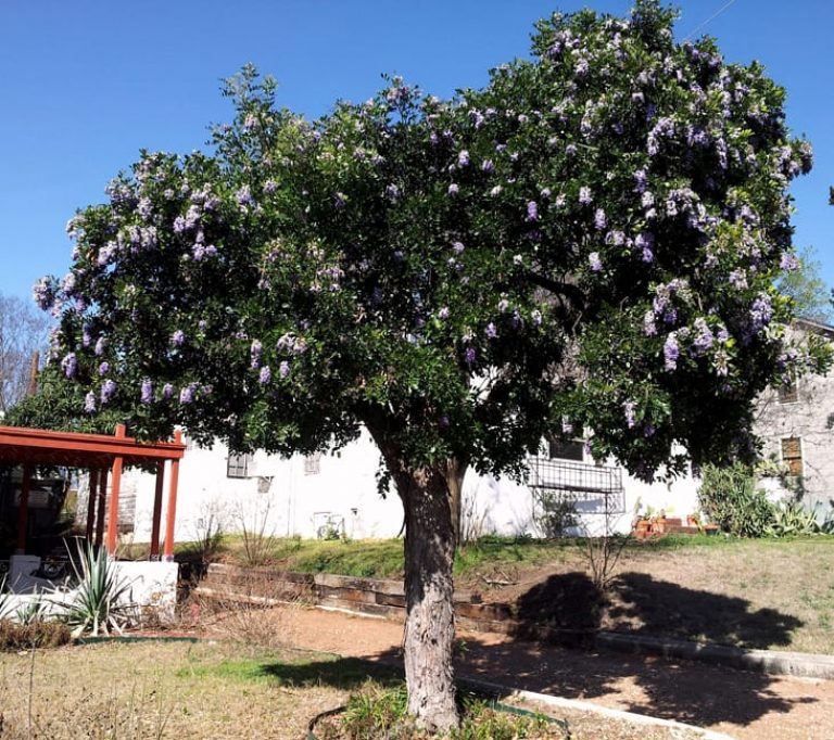 1488834813Texas-Mountain-Laurel-Sophora-secundiflora-form-mahncke-park.jpg