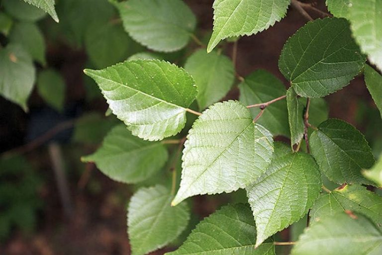 1488835312Texas-mulberry-Morus-microphylla-detail-leaf-SABG-8-2015-Eric-Pohl.jpg