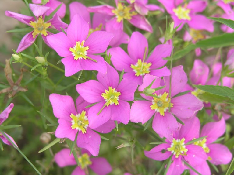 1488836315Meadow-Pink-Sabatia-campestris-form-detail.JPG