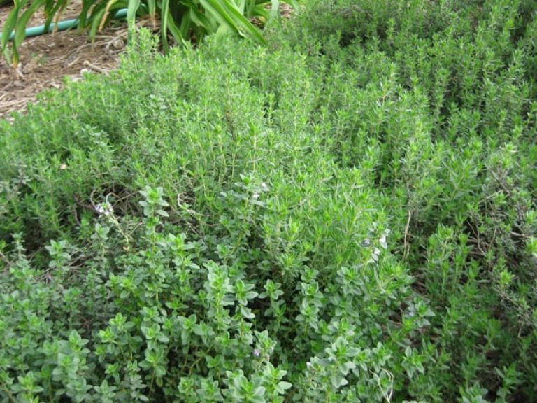 1488837493thyme-thymus-vulgaris-form.jpg