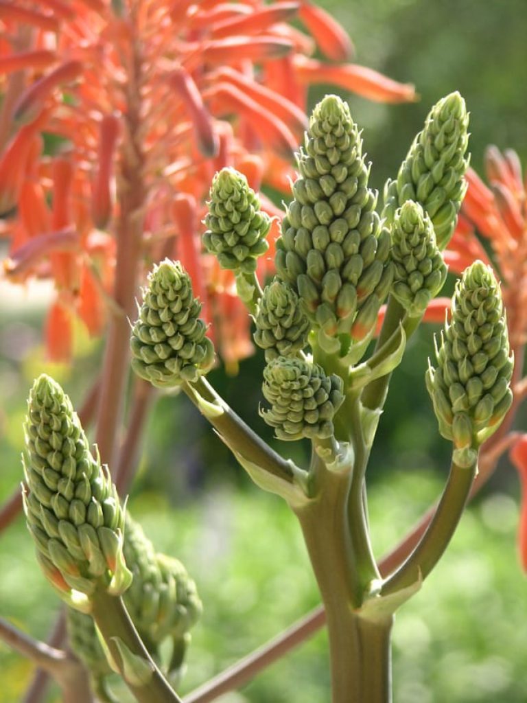 1488839451Aloe-Soap-Aloe-saponaria-detail-flower.jpg