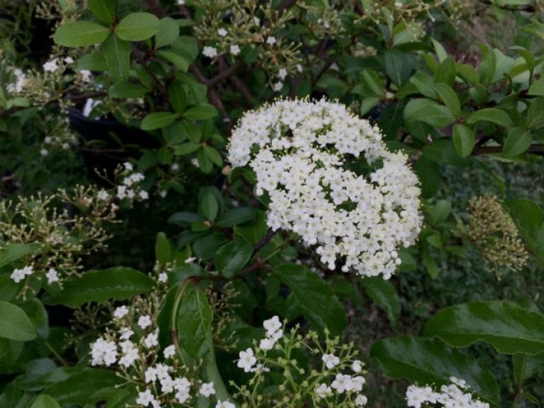 1488840203Viburnum-Rusty-blackhaw-Viburnum-rufidulum-detail-flower-bmw-4-2016.jpg