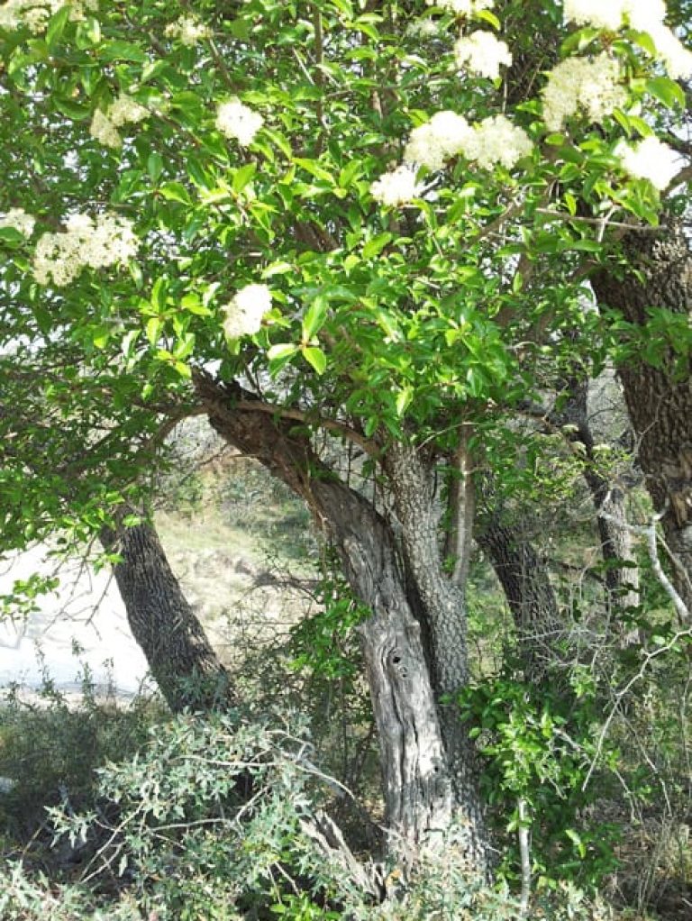 1488840209rusty-blackhaw-viburnum-rufidulum-20130416-form.jpg