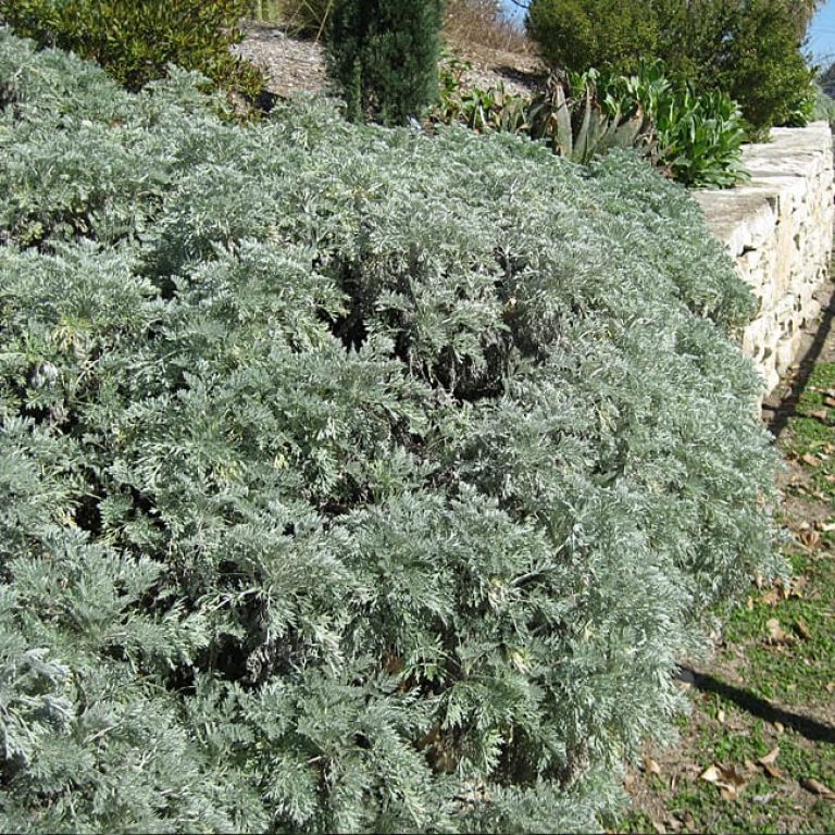 1488905462Artemisia-spp-Artemesia-Powis-Castle-form.jpg