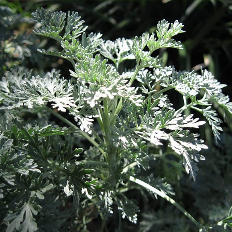 1488905524Artemisia-spp-Artemesia-Powis-Castle-detail.jpg