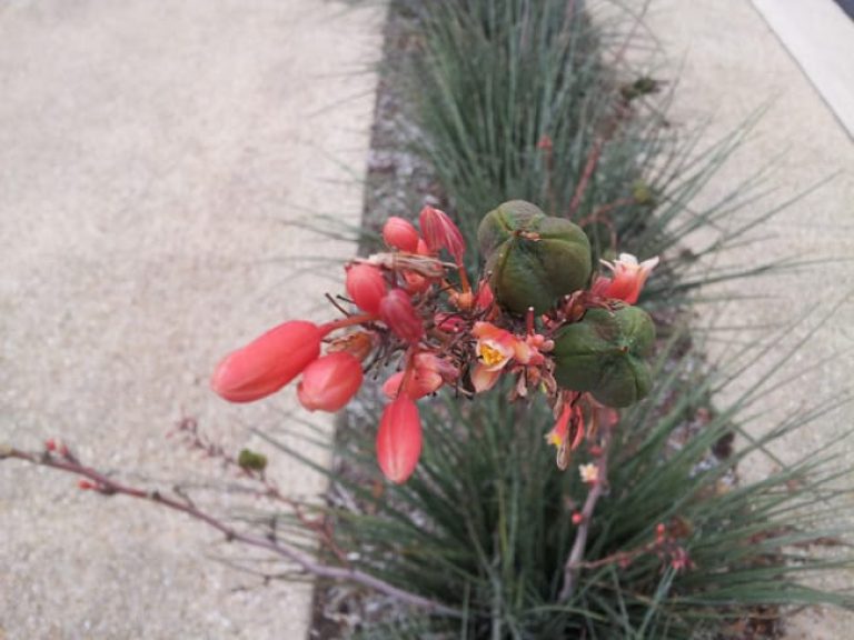 1488906162Red-Yucca-Hesperaloe-parvifolia-flower.jpg