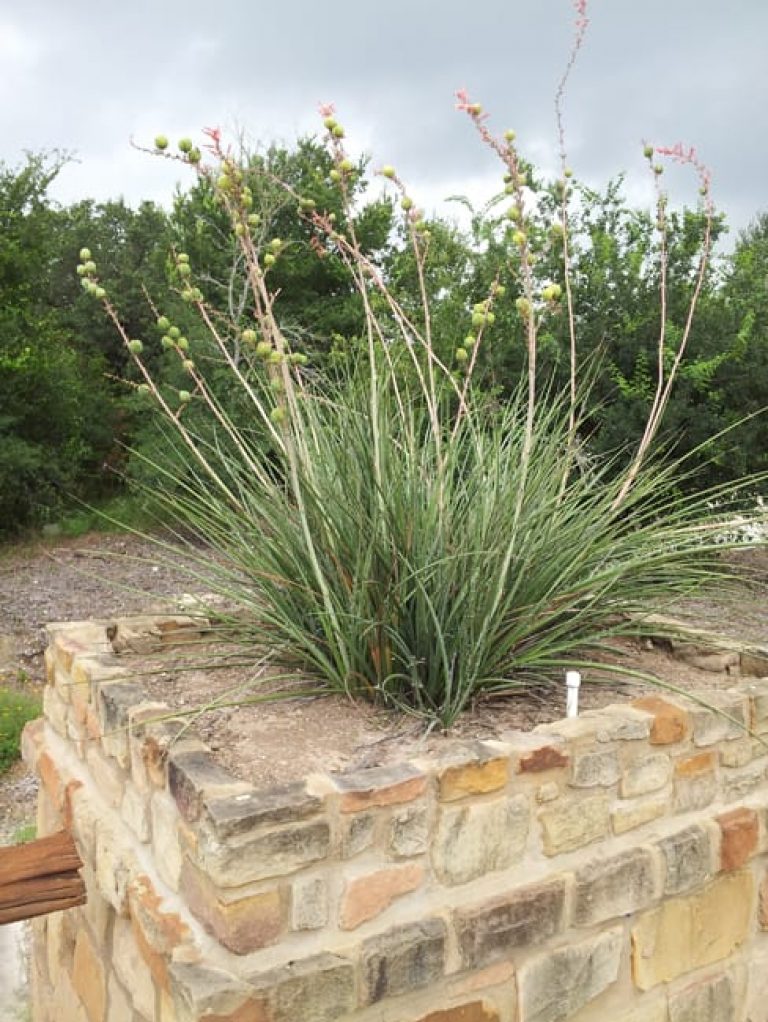 1488906208Red-yucca-Hesperaloe-parvifolia-form-potted-with-seeds-Alamo-Ranch.jpg