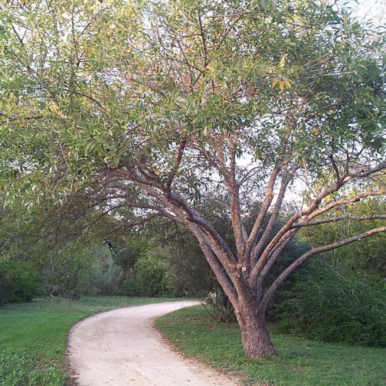 1488906893Ash-Mexican-Fraxinus-berlandieri-form.jpg