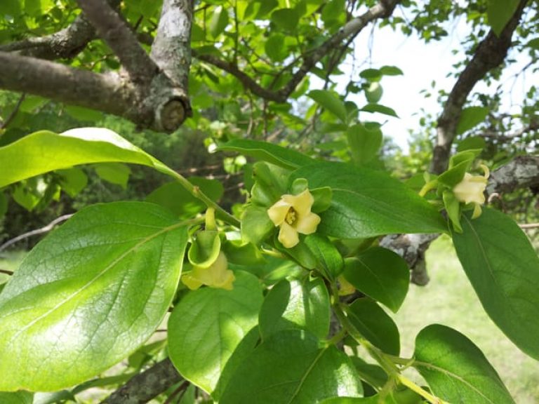 1488908633Persimmon-Asian-Diospyros-kaki-detail-flowering.jpg