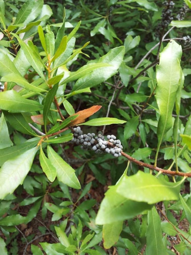 1488909384Wax-Myrtle-Myrica-cerifera-detail.jpg