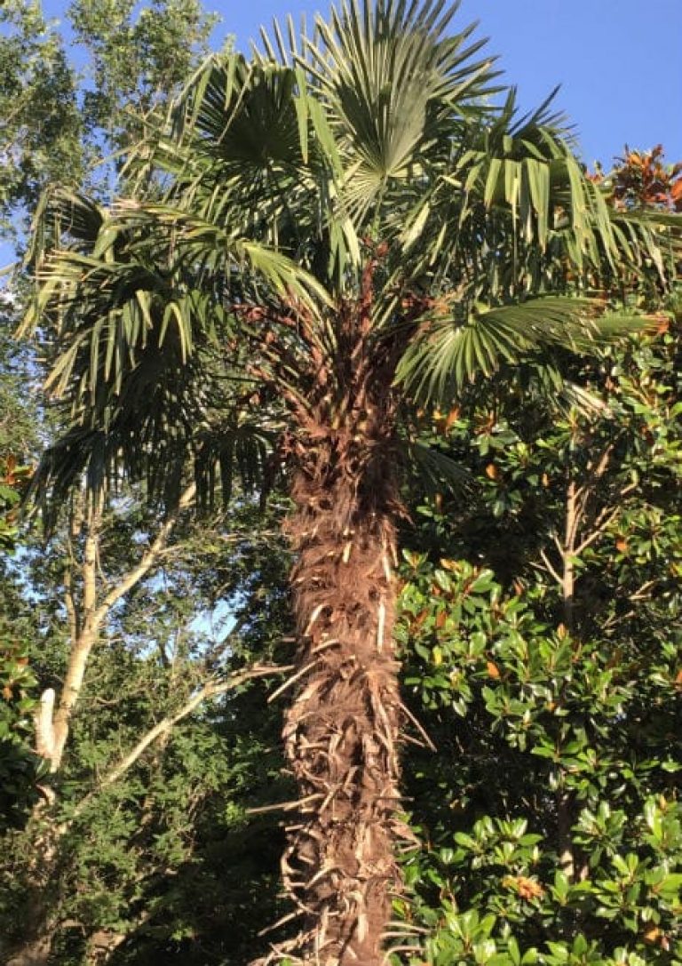 1488910035Windmill-palm-Trachycarpus-fortunei-form.jpg