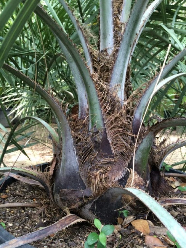 1488910050Windmill-Palm-Trachycarpus-fortuneii-detail-trunk.jpg