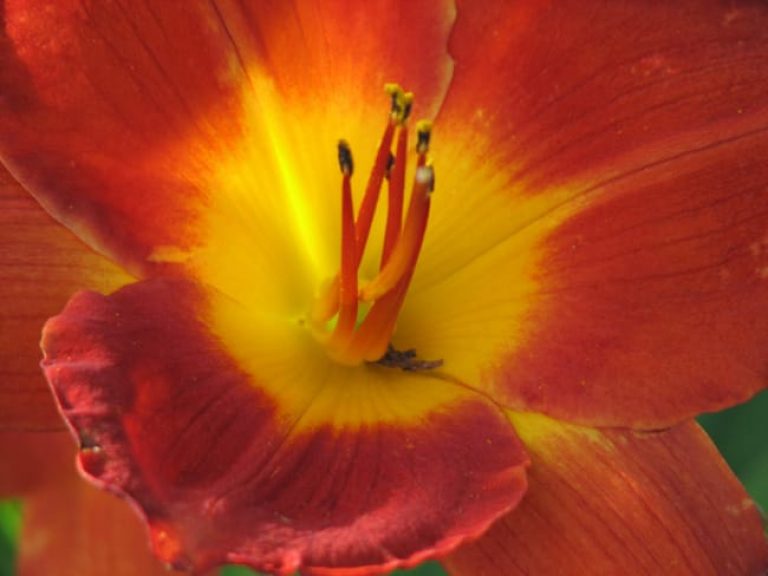 1488913433daylily-hemerocallis-sp-detail.jpg