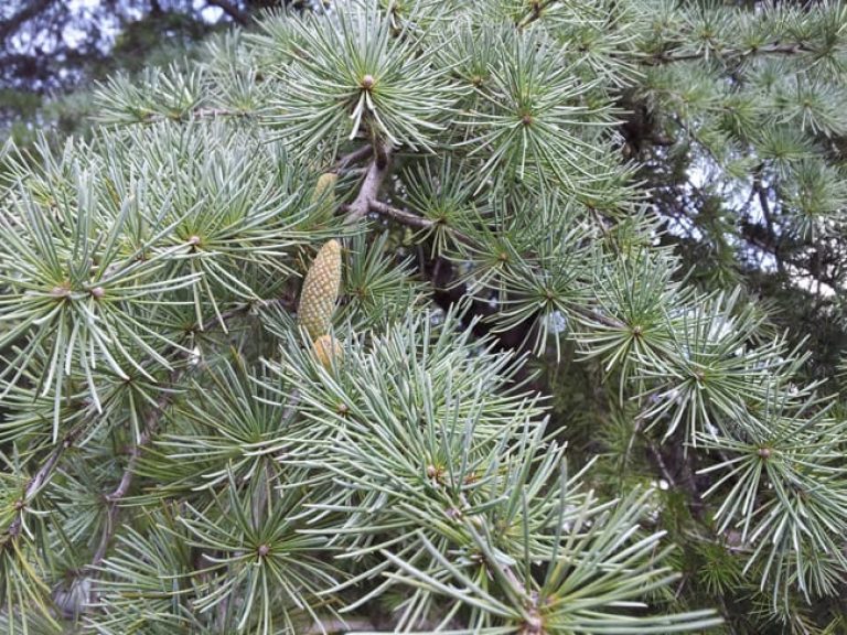 1488913615Deodar-Cedar-Cedrus-deodar-leaf-20120830-detail.jpg