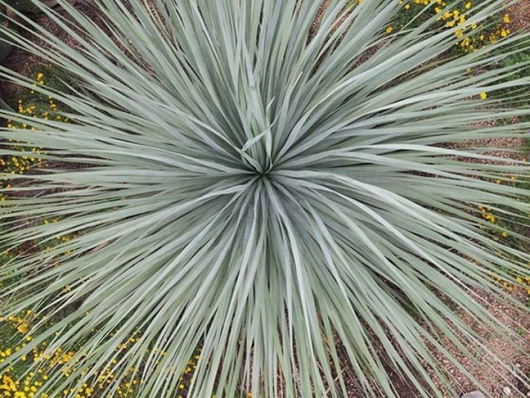 1488913884yucca-big-bend-Yucca-rostrata-detail.jpg