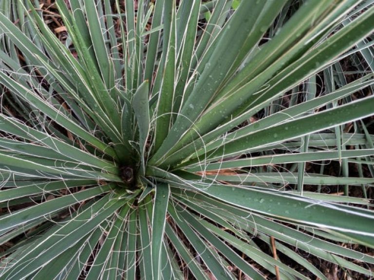 1488914187Yucca-buckleys-Yucca-constricta-detail-leaf.jpg