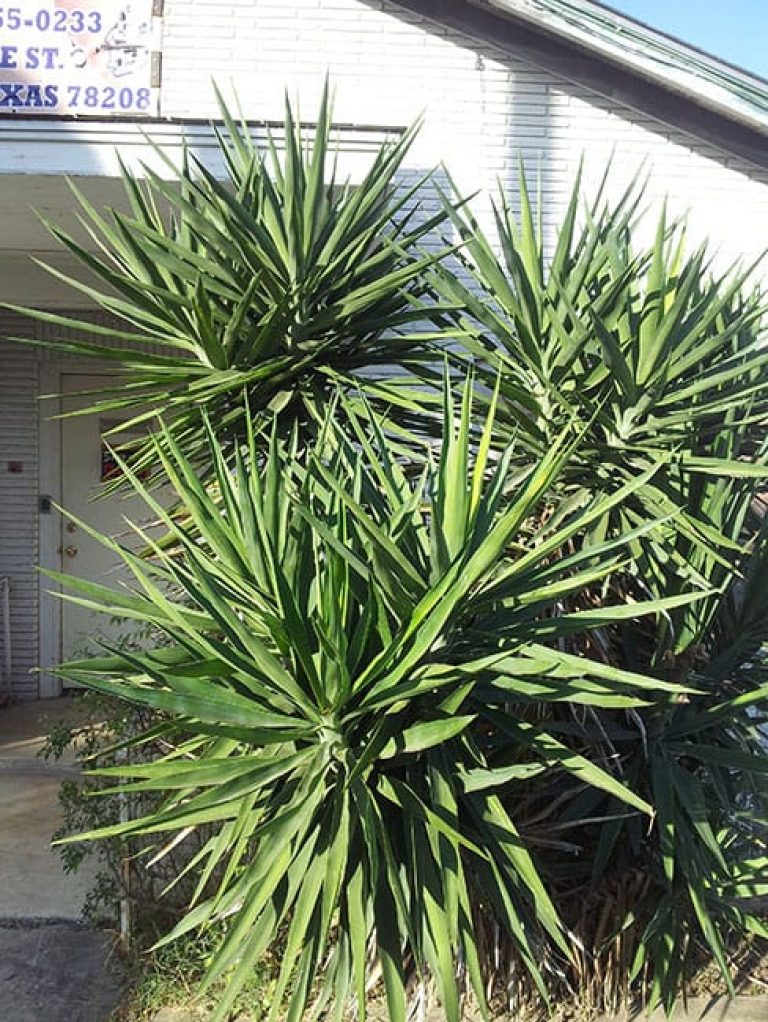 1488914433yucca-giant-cane-yucca-gigantea-form.jpg