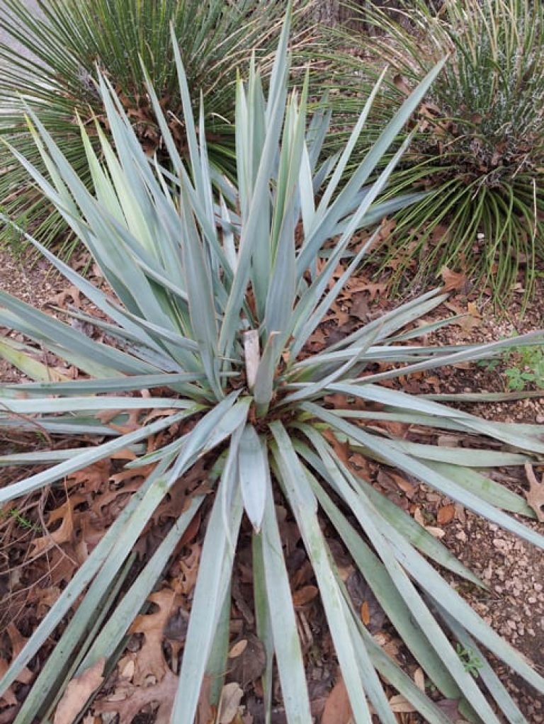 1488914990Yucca-Paleleaf-Yucca-pallida-detail-botanical.jpg