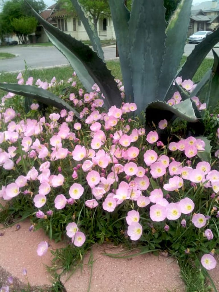 1488916859Mexican-Evening-Primrose-Oenethera-speciosa-form.jpg