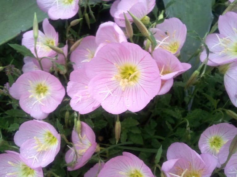 1488916862Mexican-Primrose-Oenethera-speciosa-detail.jpg