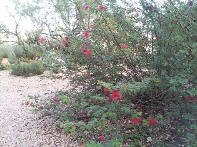 1488917012Fairy-Duster-Calliandra-eriophylla-form.jpg