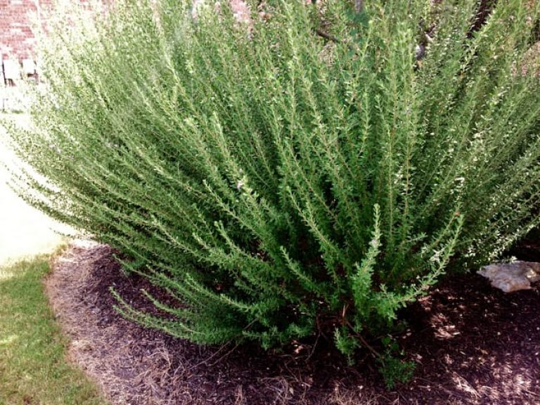 1488924852Cenizo-Leucophyllum-frutescens-form-green-cloud-four-months-after-renewal-pruning.jpg