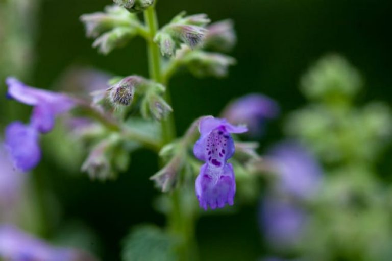 1488925733Catnip-Nepeta-cataria-detail-flowering.jpg