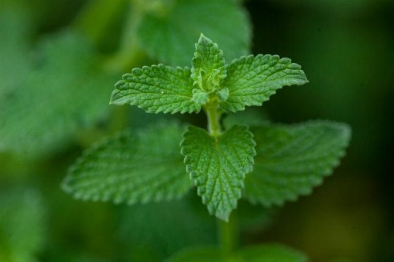 1488925734Catnip-Nepeta-cataria-detail-leaf.jpg