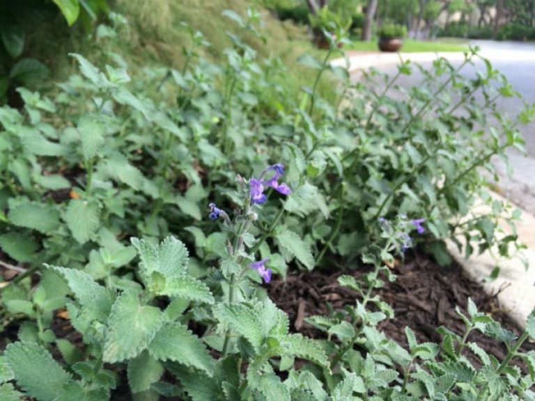 1488925737Catmint-Nepeta-cataria-form-Inverness-4-2016-bmw.jpg