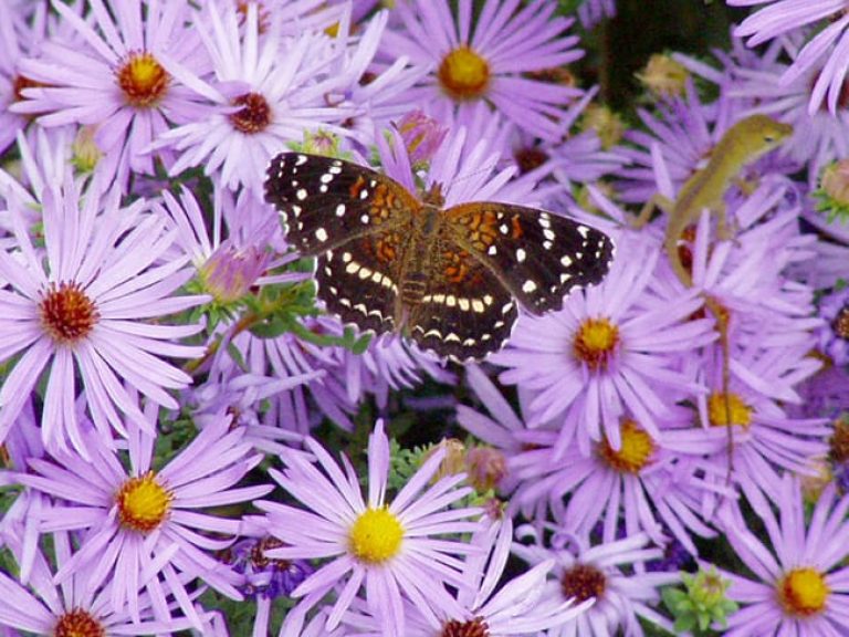 1488975061Fall-Aster-Symphiotrocum-oblongifolium-detail-and-Texan-Crescentspot.jpg