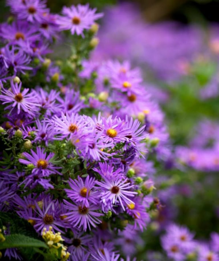 1488975077Fall-aster-Symphyotrichum-oblongifolium-detail.jpg