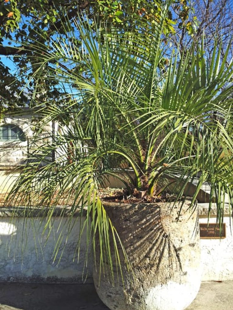 1488979965Jelly-Palm-Butia-capitata-form-in-pot.jpg